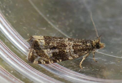 Celypha cespitana
